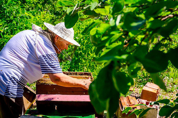赤手空拳的高级女人养蜂人控制情况蜜蜂殖民地