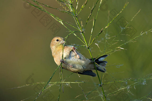 美国金翅雀喂养野生大米软阳光照前面光滑的绿色棕色（的）背景