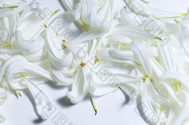 完整的框架白色花瓣浪漫的背景很多花瓣的地方文本