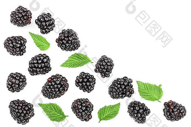 新鲜的黑莓叶子孤立的白色背景复制空间文本前视图平躺模式