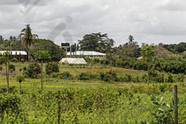 政府香料农场基津巴尼农业培训研究所10月桑给巴尔坦桑尼亚非洲