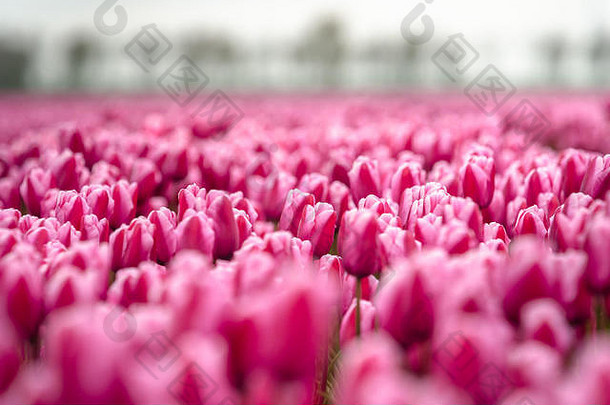 股票照片花灯泡字段荷兰景观漂亮的彩色的郁金香影响<strong>深远</strong>的低地荷兰著名的