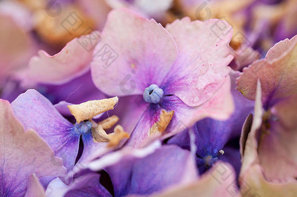 美丽的紫色的花绣球花