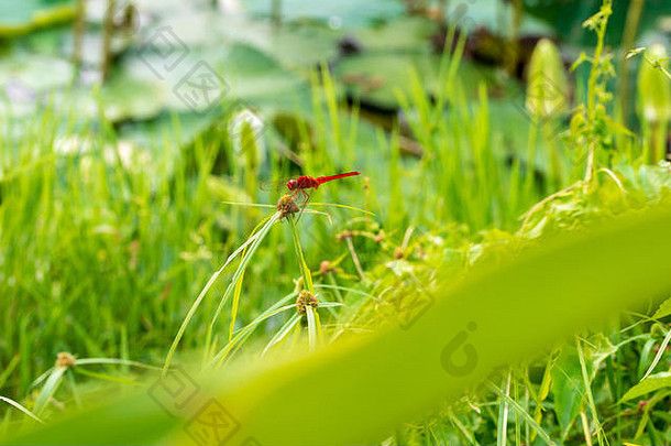 马可照片红色的<strong>蜻蜓</strong>红褐色的沼泽滑翔机雷德博尔特休息绿色叶子池塘白天