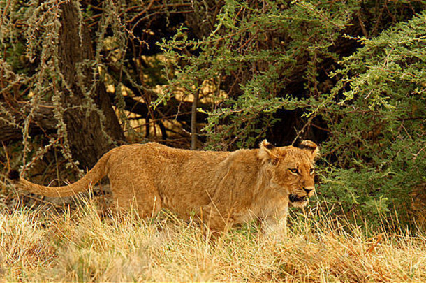狮子懒大猫休息小时一天休息时间狩猎讨好保护领土