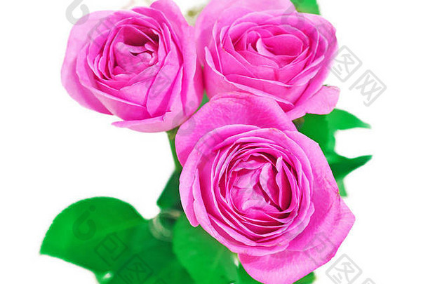 盛开的粉红色的玫瑰花束