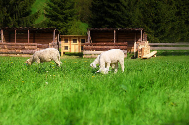 羊羔放牧美丽的绿色草地蒲公英