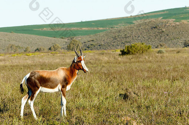婴儿bontebokbontebok中等大小的一般黑暗棕色（的）羚羊著名的宽白色大火脸