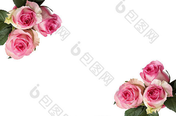 美丽的粉红色的白色玫瑰花叶子孤立的白色背景框架