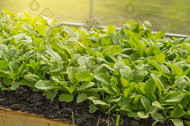年轻的萝卜植物温室概念日益增长的有机蔬菜在室内一年轮