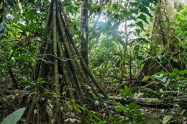 绿色植物区系玻利维亚丛林热带雨林景观密集的树叶树植物根负责任的可持续发展的生态旅游戎