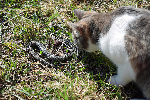 猫狩猎杀死加法器蛇vipera刷