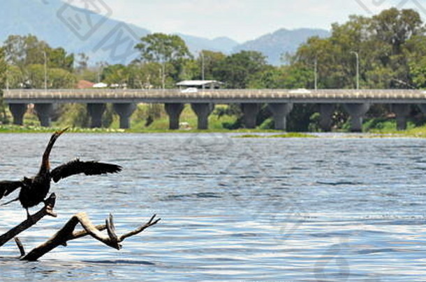 澳大拉西亚人darter美洲蛇鸟腹干燥翅膀中间画餐罗斯河汤斯维尔澳大利亚