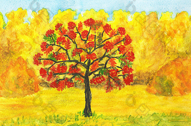 手画图片水彩画秋天景观灰树红色的浆果黄色的森林
