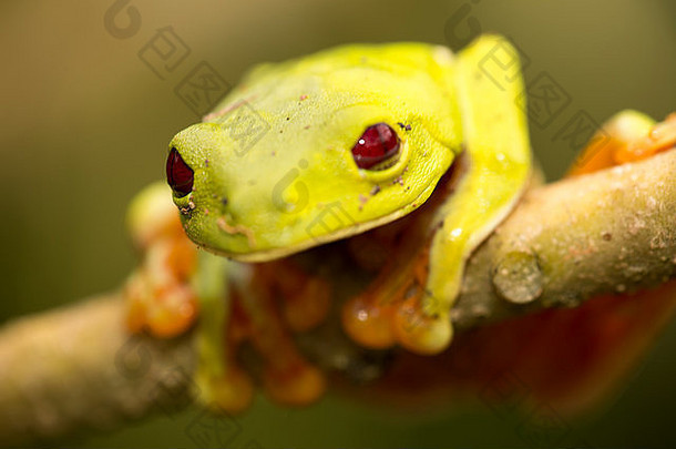 宏拍摄红眼的树青蛙红眼卡利德里亚斯坐着树分支