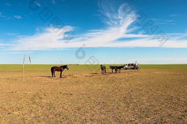 野生马驯养的传统的蒙古游牧民族<strong>戈壁沙漠</strong>美丽的夏天一天蓝色的天空<strong>戈壁沙漠</strong>蒙古亚洲