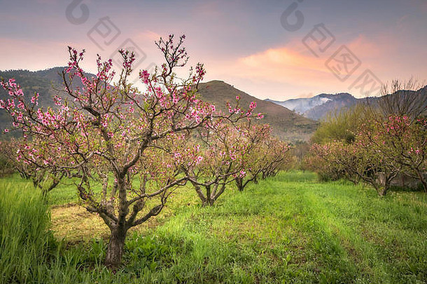 视图美丽的盛开的春天树桃子果园斯瓦特巴基斯坦