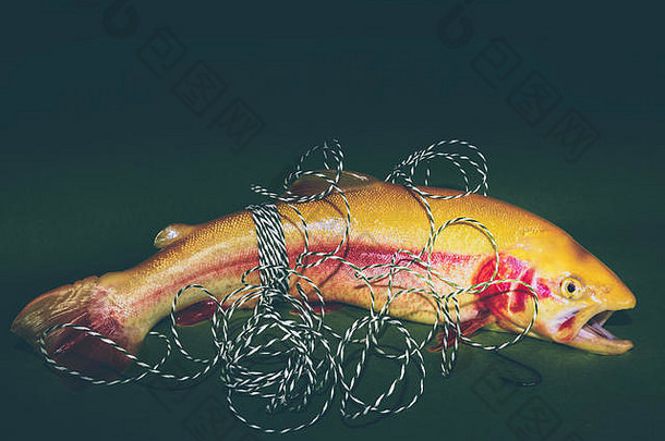 新鲜的鱼金鳟鱼钩绿色背景