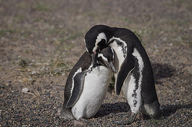 以麦哲伦命名的企鹅spheniscus麦哲伦尼库斯野生巴塔哥尼亚阿根廷高峰通博