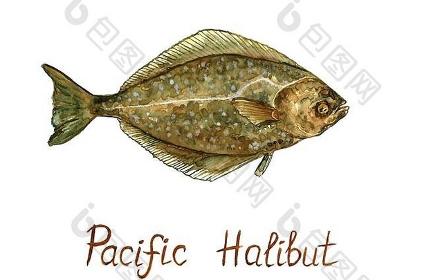 太平洋大比目鱼hippoglossus狭窄手画水彩插图设计元素登记