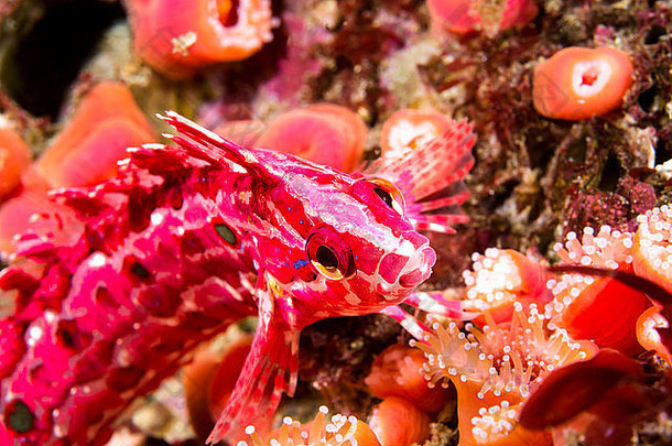 红色的粉红色的裂缝海<strong>带</strong>鱼颜色礁加州的<strong>通道</strong>岛屿提出了短暂的图片飞镖