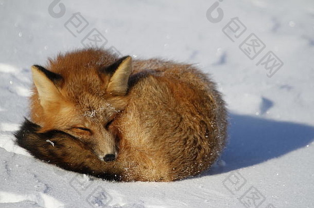 红色的狐狸狐狐卷雪堆丘吉尔曼尼托巴加拿大