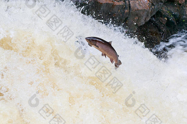 强大的野生大西洋大马哈鱼旅行产卵理由夏天苏格兰高地大马哈<strong>鱼图片</strong>跳跃