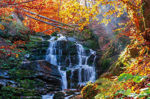 美丽的秋天风景瀑布shypot受欢迎的目的地乌克兰喀尔巴阡山树金树叶平静阳光明媚的天气autum