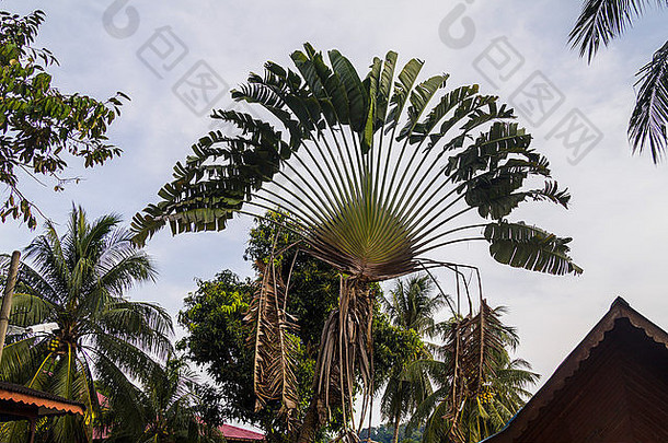 有趣的棕榈叶刁曼岛岛