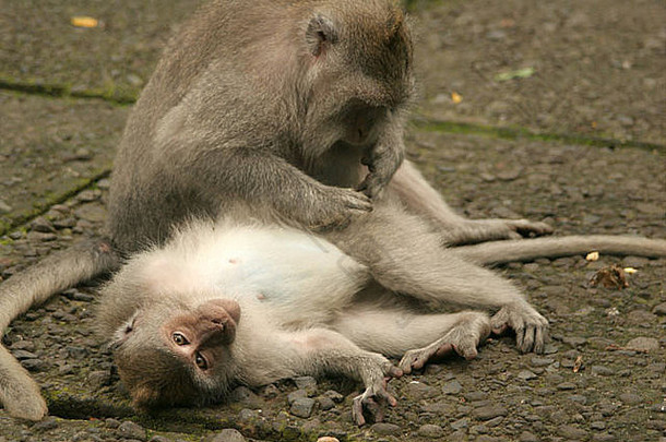 短尾猿猴子培养猴子