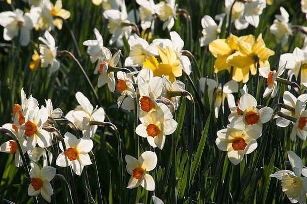 集团白色橙色双色的水仙花那喀索斯开花春天阳光