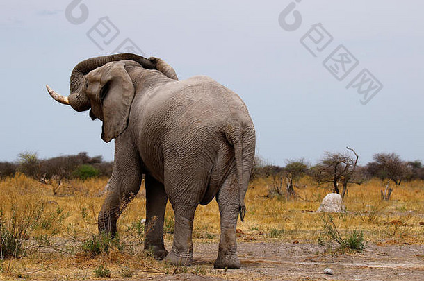 非洲大象美丽的生物享受家庭时间
