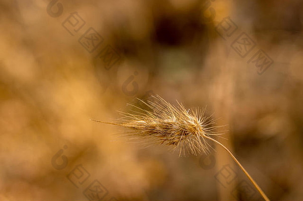 特写镜头镀金黄金茎易怒的cynosurusdogs-tailbristlegrass温暖的金秋天下午光
