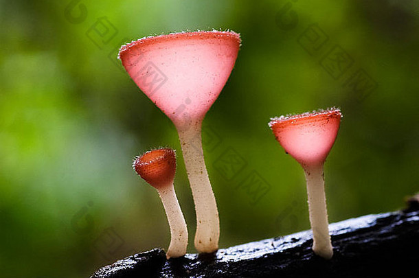 集团红色的cup-like形状蘑菇日益增长的木材厨师苏莱佩斯伯克赛伊
