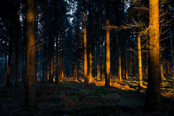 阳光黑暗森林减轻茎松树
