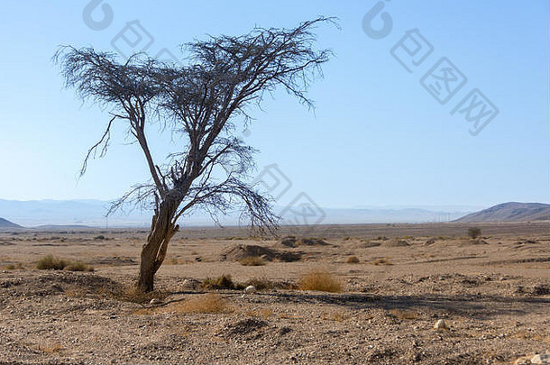 孤独的树以色列内盖夫沙漠早期早....山雷蒙背景
