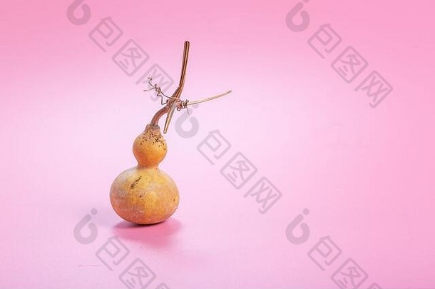 粉红色的背景黄色的成熟的葫芦水果特写镜头