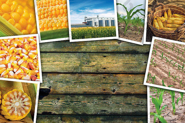 玉米玉米农业照片拼贴画木背景复制空间