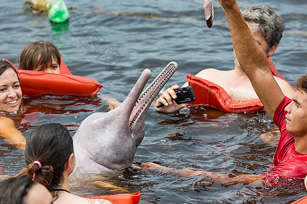 亚马逊巴西马瑙斯10月人喂养著名的粉红色的海豚那些蔷薇属亚马逊巴西