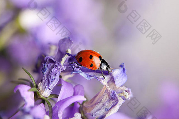单可爱的瓢虫紫罗兰色的桔梗花花园春天