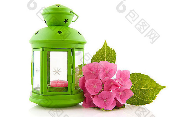 粉红色的绣球花绿色灯笼孤立的白色