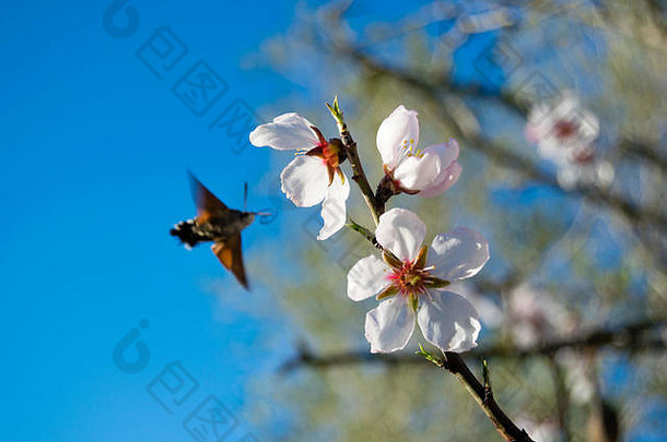白色杏仁开花集蓝色的天空春天的盛开的杏仁树花西班牙