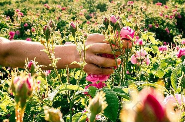 手农村工人选择香花粉红色的玫瑰香水