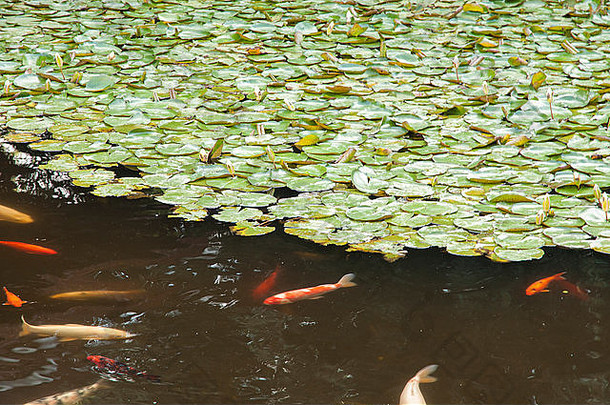 日本锦 鲤池塘使来吃