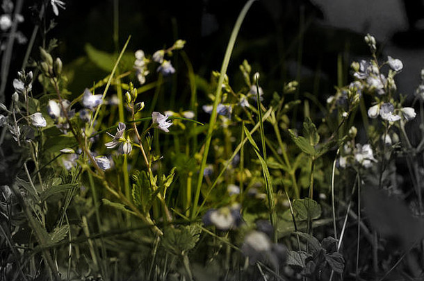 颜色褪色黑色的白色紫罗兰色的花晚上jziprian
