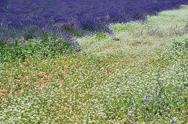薰衣草场普罗旺斯法国白色野花地毯前面阳光明媚的一天