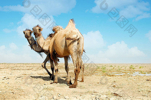 骆驼干旱草原中间亚洲