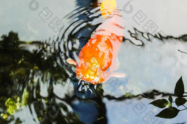 锦 鲤花俏的橙色鲤鱼