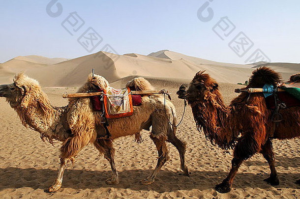 大夏的骆驼移动<strong>戈壁沙漠</strong>