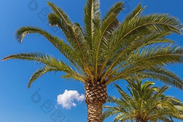 图像不错的棕榈树蓝色的阳光明媚的天空